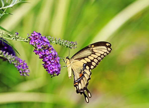 Giant Swallowtail On Butterfly Bush by Deb Oppermann